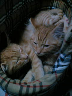 image/tae-2006-04-29T22:42:22-1.jpg